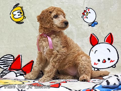 �X�^���v�[�u���[�_�[